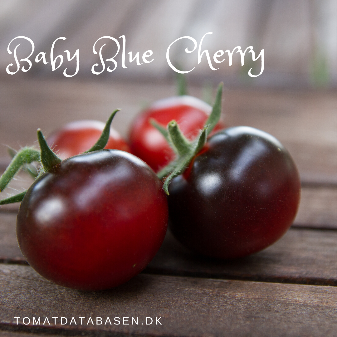 Baby Blue Cherry